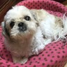 ふっくりんこさん