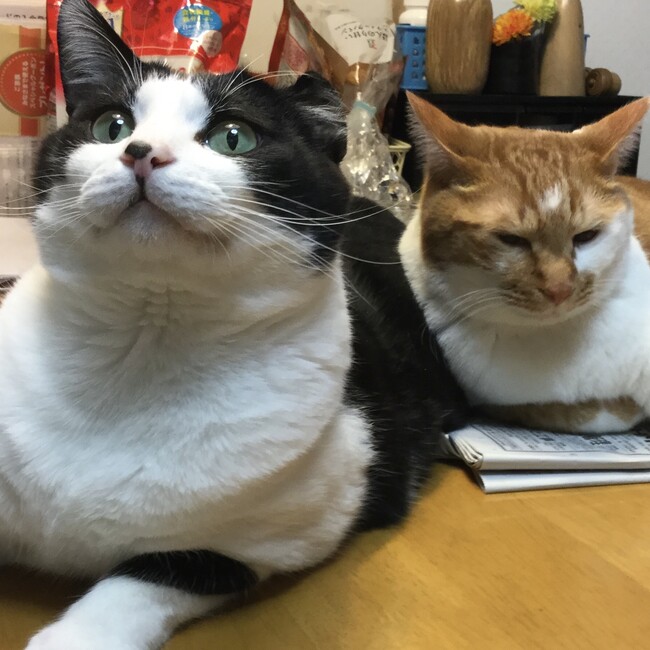 ふっくりんこさんのカバー写真