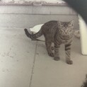 雑種オス猫6ヶ月