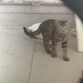 雑種オス猫6ヶ月