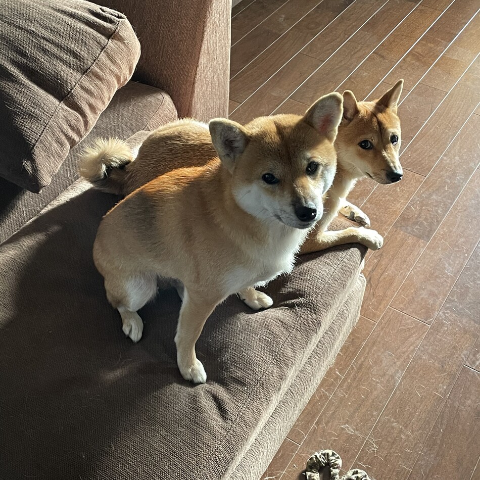 ココのカバー写真