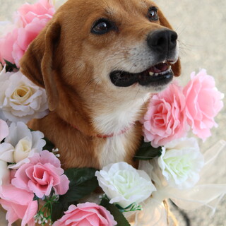 元気いっぱい垂れ耳のナッツくん♡