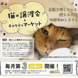 猫の譲渡会