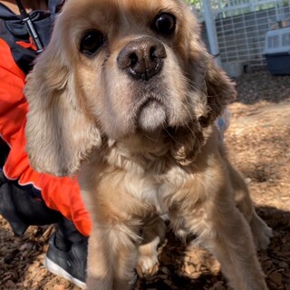 ♥コーネルくん♥おとなしいコッカーの男の子