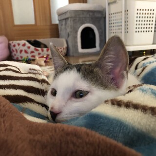 ありがとうございました★鯖白ぼうやの天ちゃん