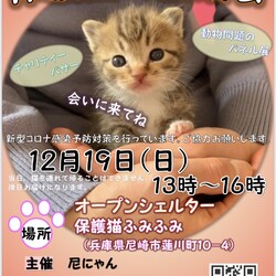 保護猫の譲渡会