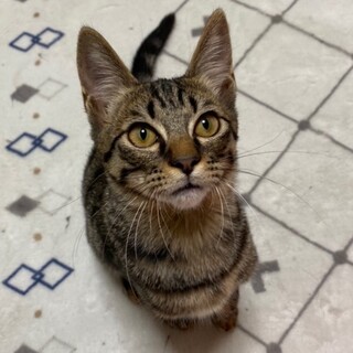 【12/19譲渡会】リズムくん