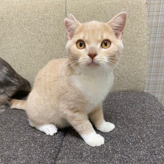 【12/19譲渡会】ゴクウくん