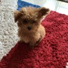 マリ3世