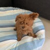 マリちゃんの寝床