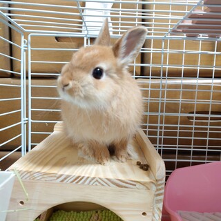 ネザーランドドワーフ レッド女の子