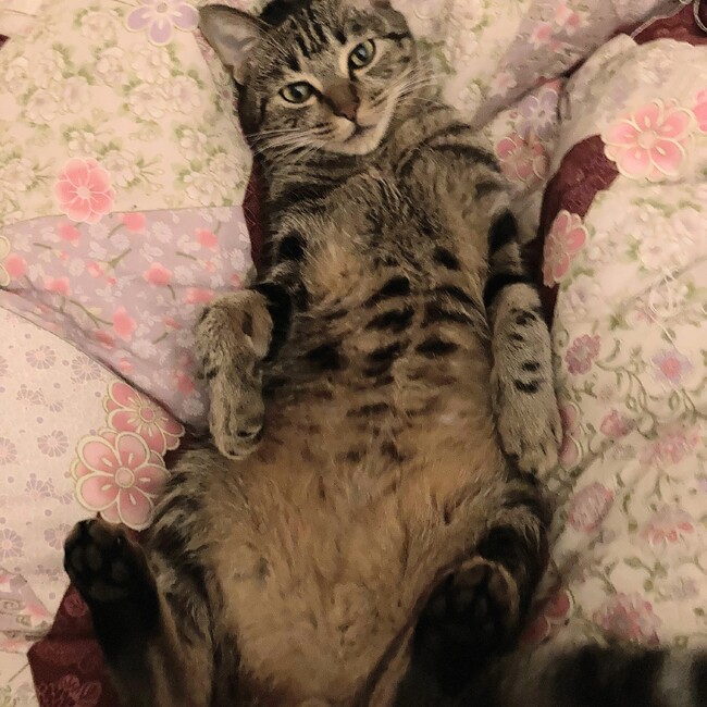 めぐり・Merryのカバー写真