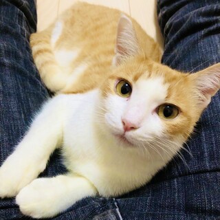 ぴったり引っ付きたい系甘えた美猫さん!!