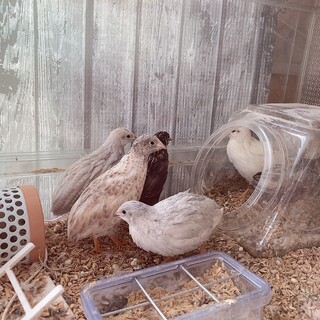 ヒメウズラ五羽里親募集。