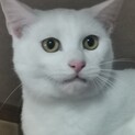 初心者向け。純白で短いしっぽで金眼の白ちゃん♂