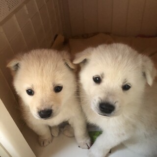 初雪の日に保護しました★人懐こい兄弟★1か月