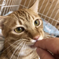 保護犬猫の譲渡会 in せとうちドッグパーク