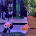 ピンポンパール2匹です