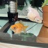 ピンポンパール2匹です サムネイル2