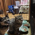 子猫2匹の里親様募集です