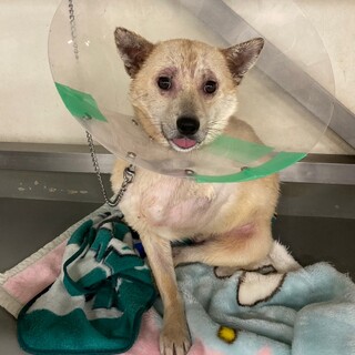 断脚からのキセキの回復たのすけ君→相談中！