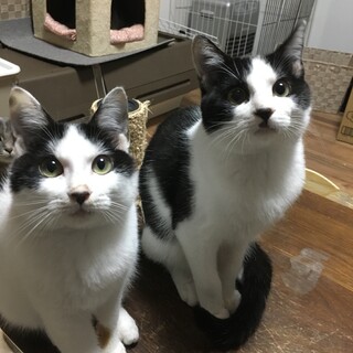 スリゴロ白黒兄弟です