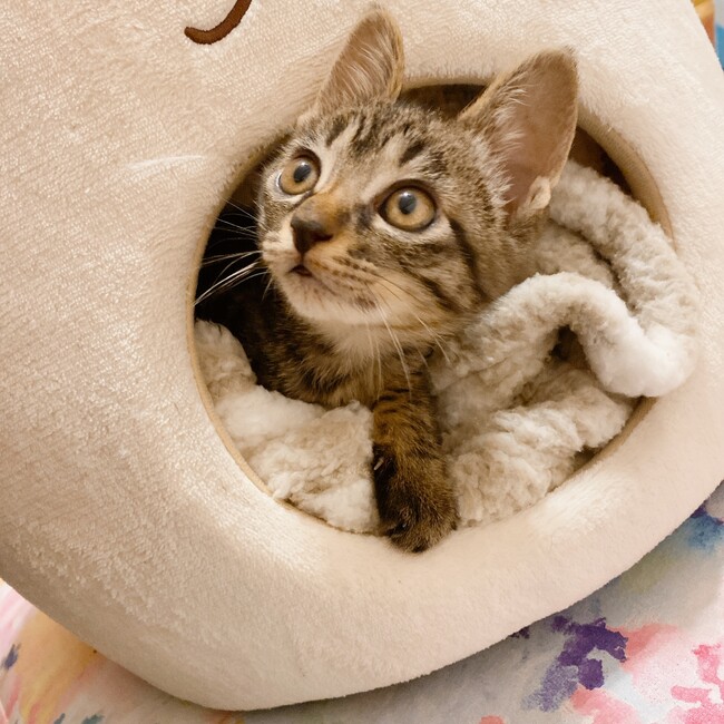 aran.yuzuponshiracoのカバー写真