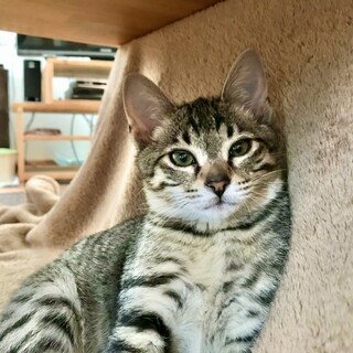 お転婆だけど実は甘えん坊のすあまちゃん