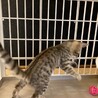 肩に乗ってペロッと舐めてくれる可愛いカレン❣️ サムネイル5
