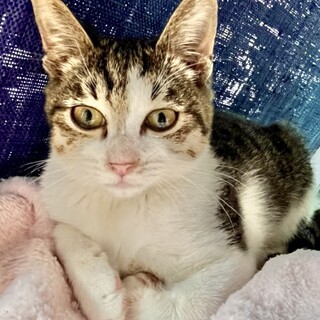 【代理募集】おっとり癒し系の男の子♡いつく君