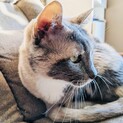 飼い主さんを失った穏やかな猫さん【パステル三毛】