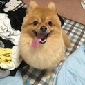 ポメラニアン♀