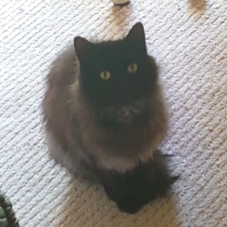 【長毛黒猫】FeLV/FIV陰性、去勢/ﾜｸﾁﾝ済