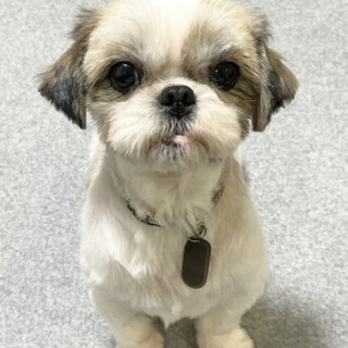 シーズーのちゆちゃん