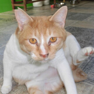 多頭飼育から保護した猫です。