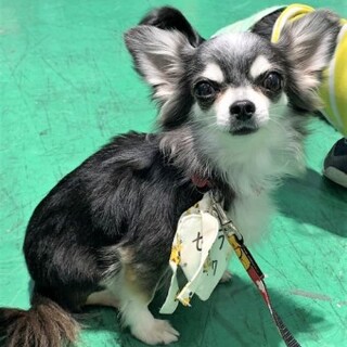 チワワのセーラちゃん
