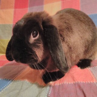 ロップイヤーとライオンドワーフ、４才の男の子２匹