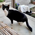 生後6か月半ぐらいの2匹の里親になって下さい