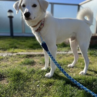 犬好き！ちょいビビりの真っ白わんこ、デール君