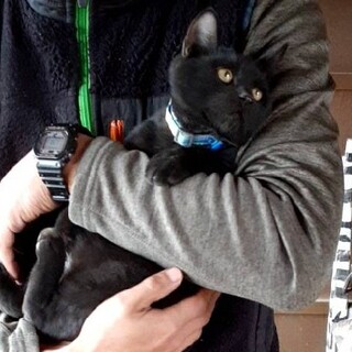 生後半年★小柄な黒猫ボーイ（県外可）