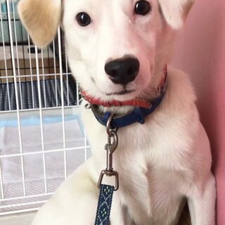 とても繊細で美人な南国雑種ルルロロちゃん