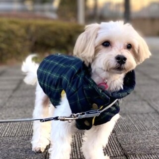 マルチーズの音羽ちゃん