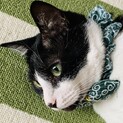 新しい家族探してます！ハチワレ♂猫
