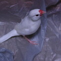 文鳥