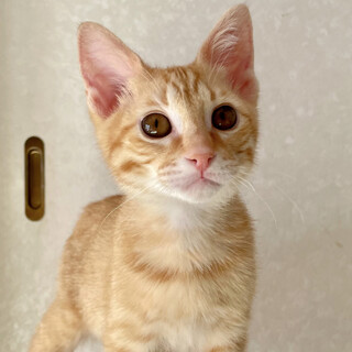 【12/26⭐️堺東にて里親会】参加猫松潤くん