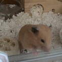キンクマハムスター 