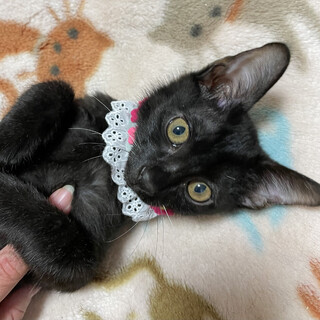 【12/26⭐️堺東にて里親会】参加猫ニノくん