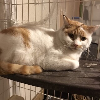 成猫の里親募集