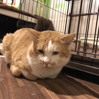 年齢不詳の成猫ちゃんの里親募集します。