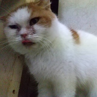 スコテッシュフォールドの里親募集します。